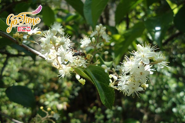 Tác dụng dược lý của cây dung lá táo